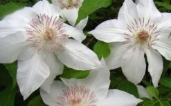 Hyde Hall Clematis - 1 Gallon Pot 12 Hyde Hall Clematis - 1 Gallon Pot -Garden Plant Store clematis hyde hall 1