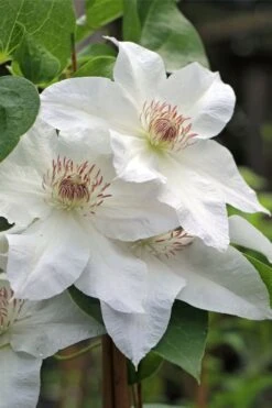 Hyde Hall Clematis - 1 Gallon Pot 10 Hyde Hall Clematis - 1 Gallon Pot -Garden Plant Store clematis hyde hall 4