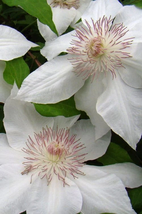 Hyde Hall Clematis - 1 Gallon Pot 5 Hyde Hall Clematis - 1 Gallon Pot - Image 5
