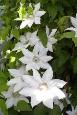 Hyde Hall Clematis - 1 Gallon Pot 13 Hyde Hall Clematis - 1 Gallon Pot -Garden Plant Store clematis hyde hall 6