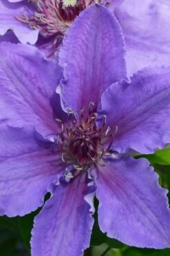 Ines Clematis - 1 Gallon Pot 8 Ines Clematis - 1 Gallon Pot -Garden Plant Store clematis ines 1
