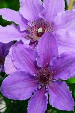 Ines Clematis - 1 Gallon Pot 9 Ines Clematis - 1 Gallon Pot -Garden Plant Store clematis ines 3