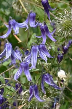 Clematis Integrifolia (Solitary Bush Clematis) - 1 Gallon Pot -Garden Plant Store clematis integrifolia soiltary bush clematis 4