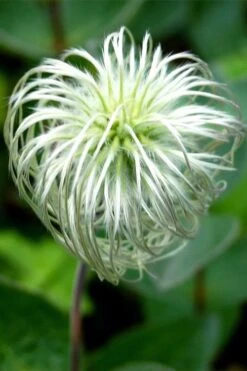 Clematis Integrifolia (Solitary Bush Clematis) - 1 Gallon Pot -Garden Plant Store clematis integrifolia soiltary bush clematis 6