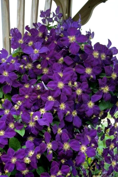 Jakmanii Purple Clematis - 1 Gallon Pot 4 Jakmanii Purple Clematis - 1 Gallon Pot - Image 4