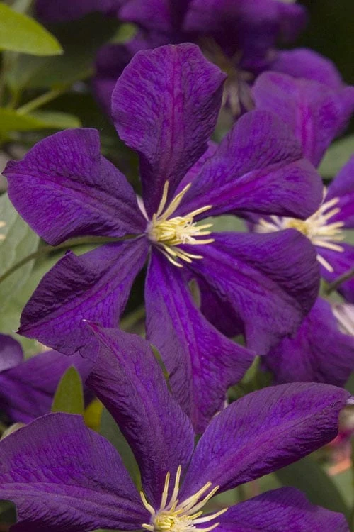 Jakmanii Purple Clematis - 1 Gallon Pot 1 Jakmanii Purple Clematis - 1 Gallon Pot