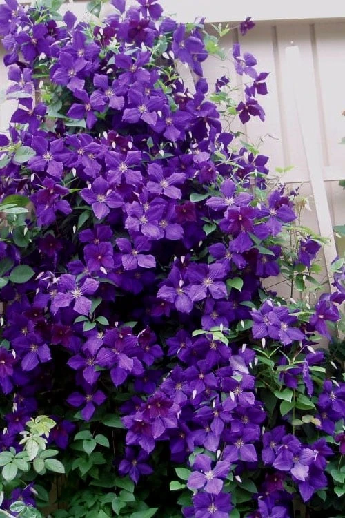 Jakmanii Purple Clematis - 1 Gallon Pot 5 Jakmanii Purple Clematis - 1 Gallon Pot - Image 5