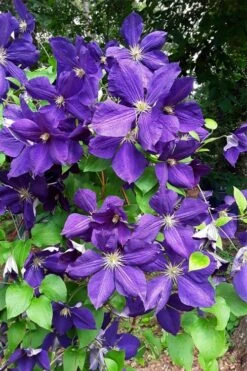 Jackmanii Superba Clematis - 1 Gallon Pot -Garden Plant Store clematis jackmanii superba 3