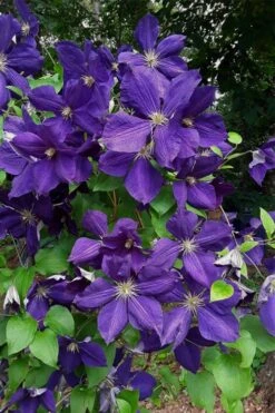 Jackmanii Superba Clematis - 1 Gallon Pot -Garden Plant Store clematis jackmanii superba 4