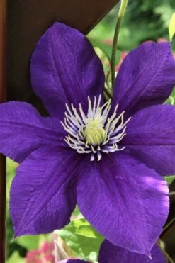 Jackmanii Superba Clematis - 1 Gallon Pot -Garden Plant Store clematis jackmanii superba 5