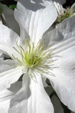 John Huxtable Clematis - 1 Gallon Pot -Garden Plant Store clematis john huxtable 1