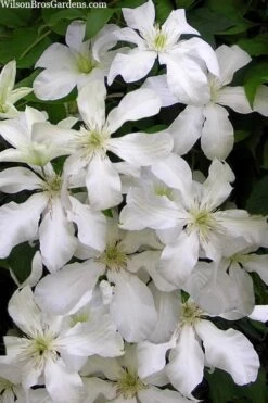 John Huxtable Clematis - 1 Gallon Pot -Garden Plant Store clematis john huxtable 3