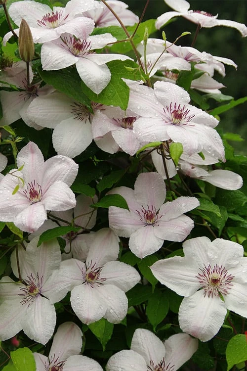 John Paul II Clematis - 1 Gallon Pot 5 John Paul II Clematis - 1 Gallon Pot - Image 5