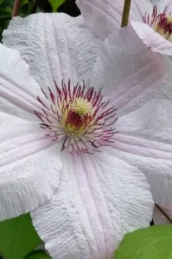 John Paul II Clematis - 1 Gallon Pot 9 John Paul II Clematis - 1 Gallon Pot -Garden Plant Store clematis john paul II 12