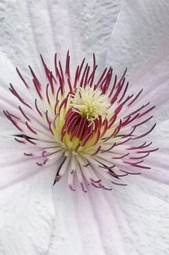 John Paul II Clematis - 1 Gallon Pot 11 John Paul II Clematis - 1 Gallon Pot -Garden Plant Store clematis john paul II 5