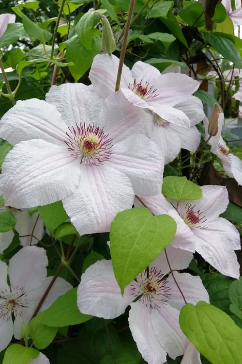 John Paul II Clematis - 1 Gallon Pot 1 John Paul II Clematis - 1 Gallon Pot