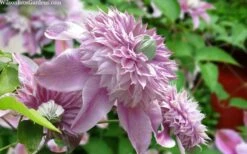 Josephine Clematis - 1 Gallon Pot -Garden Plant Store clematis josephine 15
