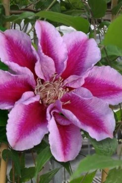 Killian Donahue Clematis - 1 Gallon Pot -Garden Plant Store clematis killian donahue 1