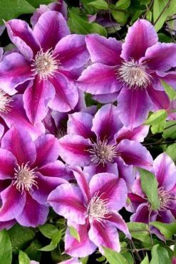 Killian Donahue Clematis - 1 Gallon Pot -Garden Plant Store clematis killian donahue 2