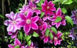 Killian Donahue Clematis - 1 Gallon Pot -Garden Plant Store clematis killian donahue 3