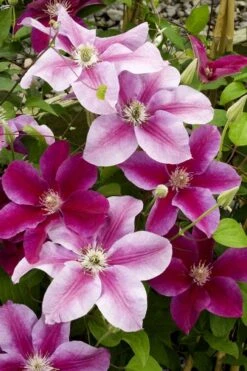 Killian Donahue Clematis - 1 Gallon Pot -Garden Plant Store clematis killian donahue 4