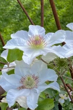 Kitty Clematis - 1 Gallon Pot -Garden Plant Store clematis kitty 1