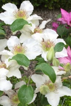 Kitty Clematis - 1 Gallon Pot -Garden Plant Store clematis kitty 3