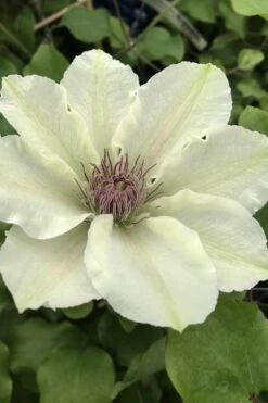 Kitty Clematis - 1 Gallon Pot -Garden Plant Store clematis kitty 4