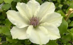 Kitty Clematis - 1 Gallon Pot -Garden Plant Store clematis kitty 8
