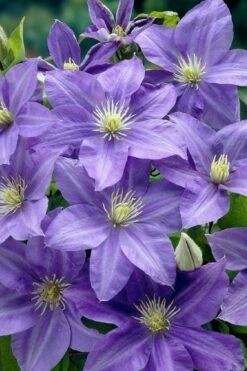 Lady Northcliffe Clematis - 1 Gallon Pot -Garden Plant Store clematis lady northcliffe 2