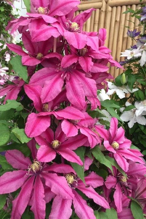 Liberation Clematis - 1 Gallon Pot 4 Liberation Clematis - 1 Gallon Pot - Image 4