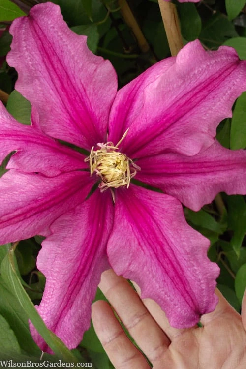 Liberation Clematis - 1 Gallon Pot 1 Liberation Clematis - 1 Gallon Pot