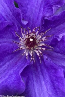 Lindsay Clematis - 1 Gallon Pot 7 Lindsay Clematis - 1 Gallon Pot -Garden Plant Store clematis lindsay 5