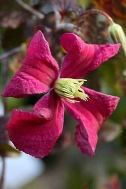 Madame Julia Correvon Clematis - 1 Gallon Pot -Garden Plant Store clematis madame julia correvon 10
