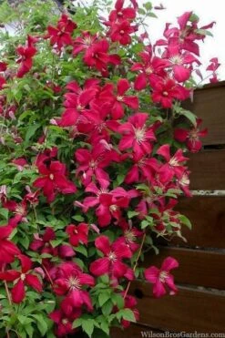 Madame Julia Correvon Clematis - 1 Gallon Pot -Garden Plant Store clematis madame julia correvon 11