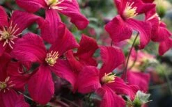 Madame Julia Correvon Clematis - 1 Gallon Pot -Garden Plant Store clematis madame julia correvon 13