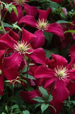 Madame Julia Correvon Clematis - 1 Gallon Pot -Garden Plant Store clematis madame julia correvon 7