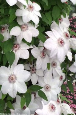 Miss Bateman Clematis - 1 Gallon Pot 11 Miss Bateman Clematis - 1 Gallon Pot -Garden Plant Store clematis miss bateman 20