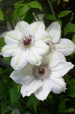 Miss Bateman Clematis - 1 Gallon Pot 12 Miss Bateman Clematis - 1 Gallon Pot -Garden Plant Store clematis miss20bateman 3 500x750 1