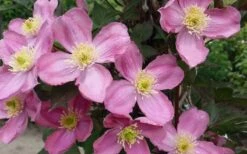 Montana Elizabeth Clematis - 1 Gallon Pot -Garden Plant Store clematis montana elizabeth 2