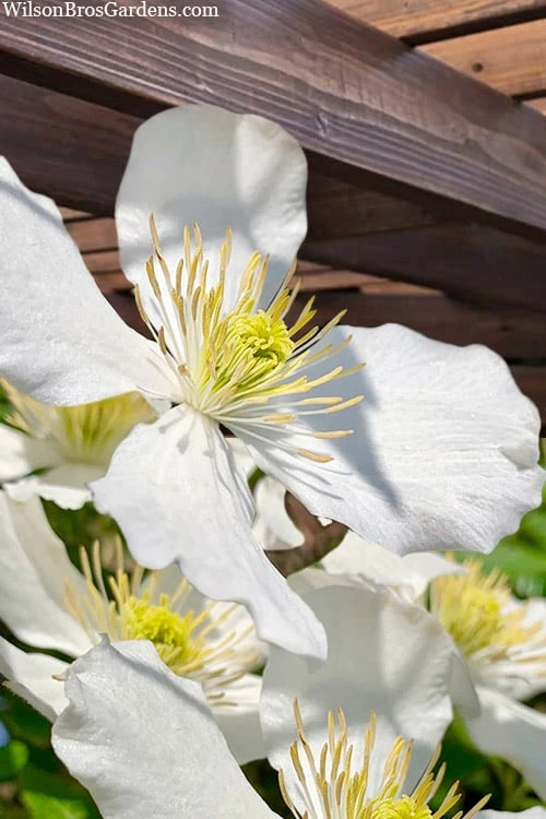 Grandiflora Montana Clematis - 1 Gallon Pot 1 Grandiflora Montana Clematis - 1 Gallon Pot