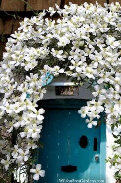 Grandiflora Montana Clematis - 1 Gallon Pot 11 Grandiflora Montana Clematis - 1 Gallon Pot -Garden Plant Store clematis montana grandiflora20copy