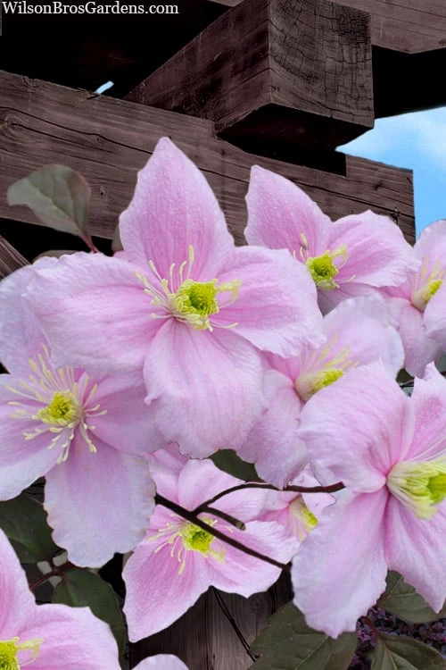 Mayleen Montana Clematis - 1 Gallon Pot 1 Mayleen Montana Clematis - 1 Gallon Pot