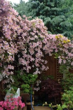 Mayleen Montana Clematis - 1 Gallon Pot 12 Mayleen Montana Clematis - 1 Gallon Pot -Garden Plant Store clematis montana mayleen 12