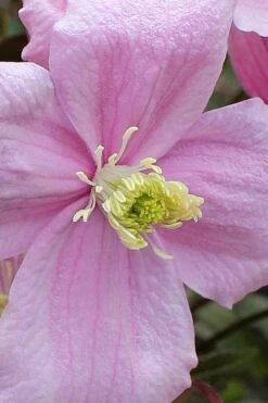 Mayleen Montana Clematis - 1 Gallon Pot 17 Mayleen Montana Clematis - 1 Gallon Pot -Garden Plant Store clematis montana mayleen 4