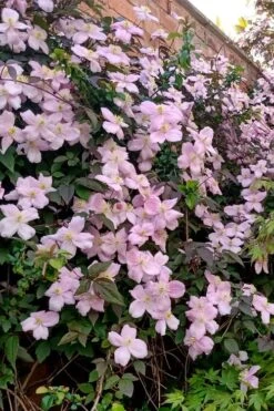Mayleen Montana Clematis - 1 Gallon Pot 15 Mayleen Montana Clematis - 1 Gallon Pot -Garden Plant Store clematis montana mayleen 6
