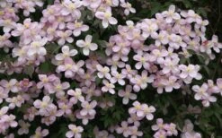 Montana Rubens Clematis - 1 Gallon Pot -Garden Plant Store clematis montana rubens 12