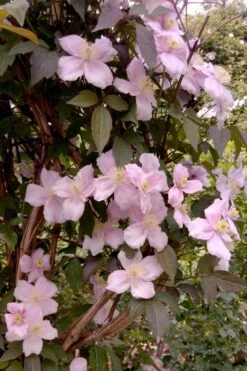 Montana Rubens Clematis - 1 Gallon Pot -Garden Plant Store clematis montana rubens 6