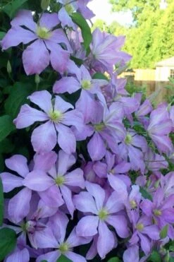 Mrs. Cholmondeley Clematis - 1 Gallon Pot -Garden Plant Store clematis mrs cholmondeley 8