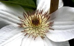 Mrs. George Jackman Clematis - 1 Gallon Pot -Garden Plant Store clematis mrs george jackman 8